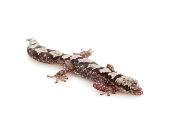 Sağlam kadife gecko — Stok fotoğraf