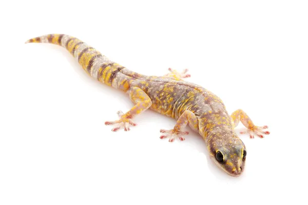 Mramorovaný sametové gecko — Stock fotografie