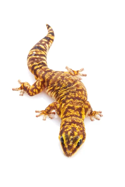 Veludo marmóreo Gecko — Fotografia de Stock