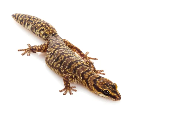Mramorovaný sametové gecko — Stock fotografie