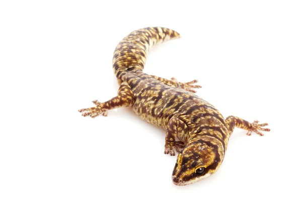 Gemarmerde fluweel gecko — Stockfoto