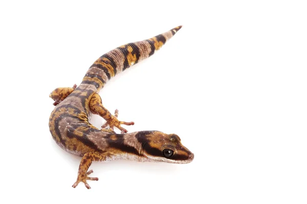 Австралійський Північного оксамит Gecko — стокове фото