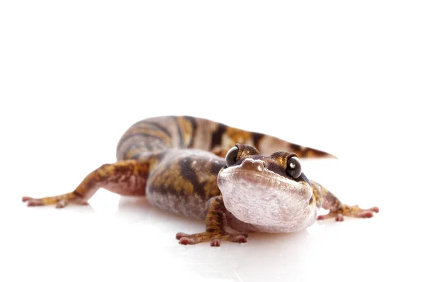 Gecko terciopelo norte australiano — Foto de Stock