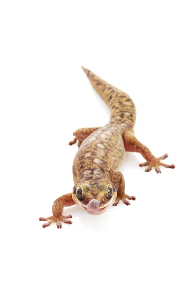 Gecko de veludo oscilado — Fotografia de Stock