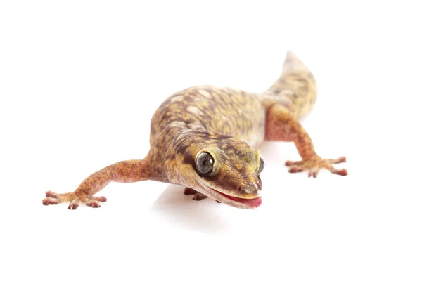 Gecko de terciopelo oscilado — Foto de Stock