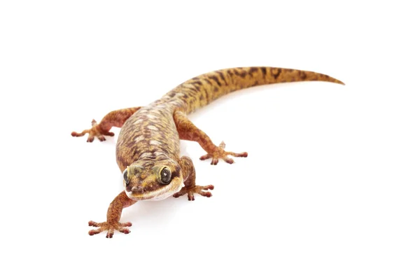 Schommelde fluweel gecko — Stockfoto