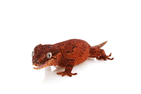 Wasserspeier-Gecko — Stockfoto