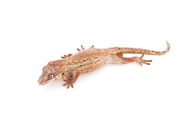 Gárgola Gecko — Foto de Stock