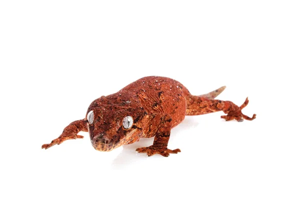 Çirkin yaratık Gecko — Stok fotoğraf