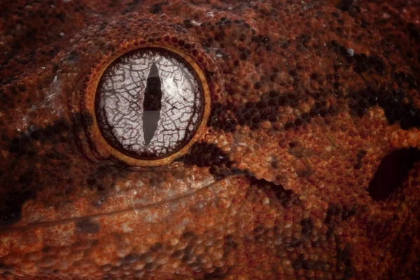 Gárgula Gecko. — Fotografia de Stock