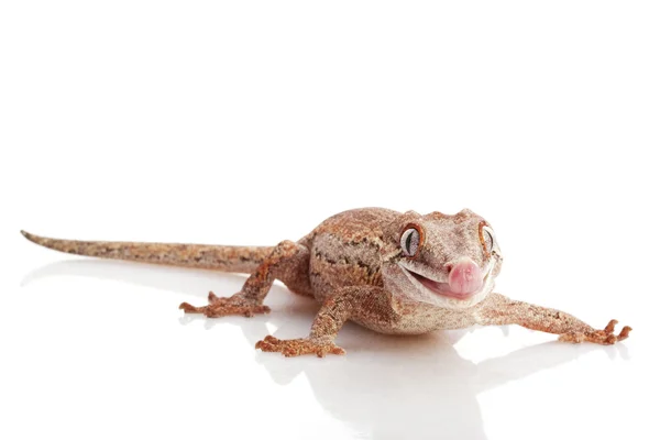 Chrlič gecko — Stock fotografie