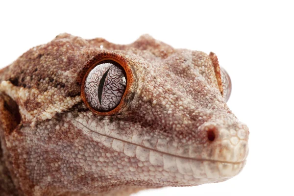 Άγαλμα gecko — Φωτογραφία Αρχείου