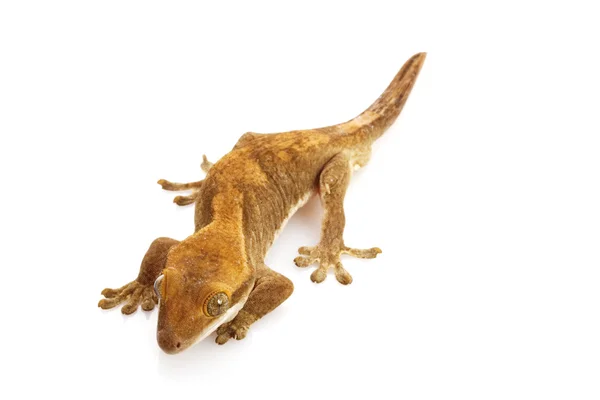 Delgado Prehensile cola Gecko — Foto de Stock