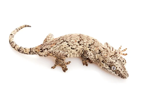 Άγαλμα gecko — Φωτογραφία Αρχείου