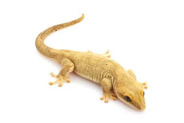 Mince Gecko à queue préhensile — Photo