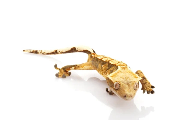 Crested gecko — Zdjęcie stockowe
