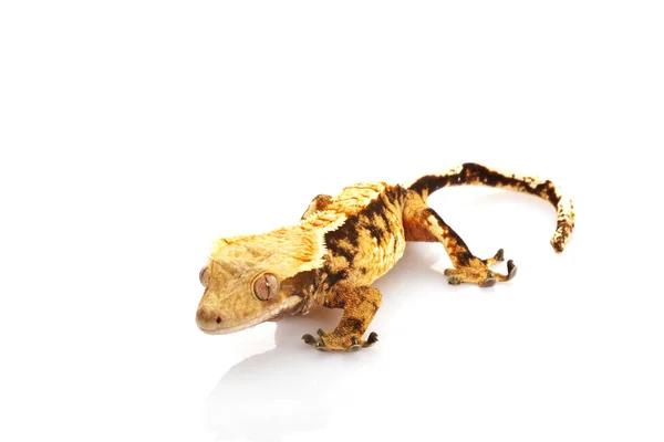 Crested Gecko — Stock Photo, Image