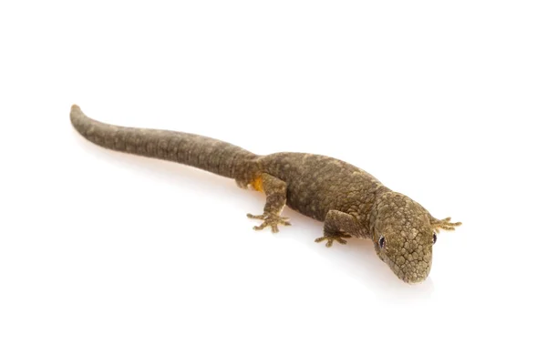 Caméléon gecko — Photo