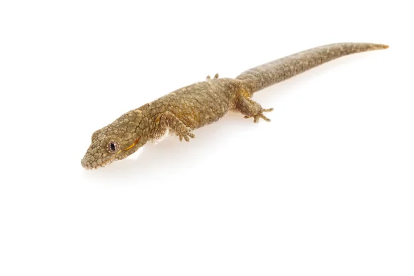 Chamäleon-Gecko — Stockfoto