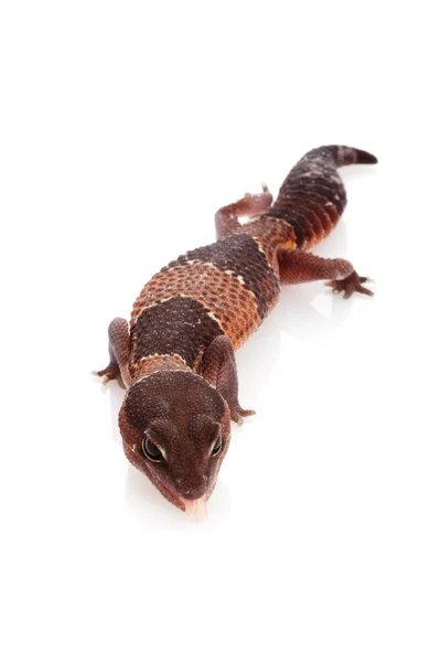 Gecko de cola gorda africano — Foto de Stock