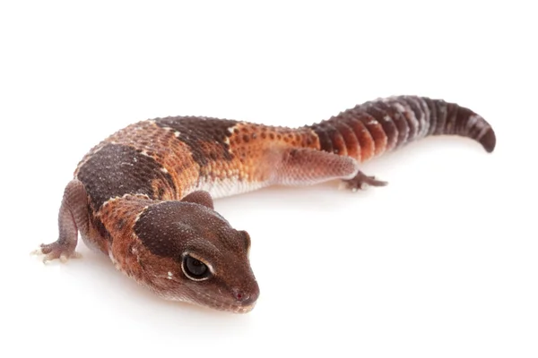 African Fat-tailed Gecko — Stock Photo, Image