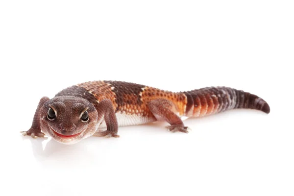 African Fat-tailed Gecko — Stock Photo, Image