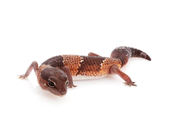 Αφρικανική λίπος-tailed gecko — Φωτογραφία Αρχείου