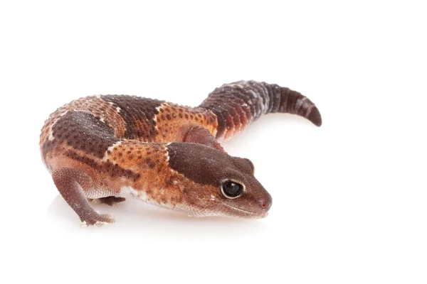 Africké tuk tailed gecko — Stock fotografie