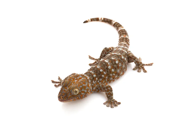 Tokay-Gecko — Stockfoto