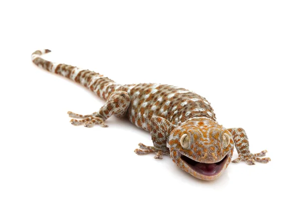 Tokay Gecko. —  Fotos de Stock
