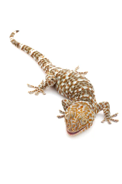 Tokay gecko — Zdjęcie stockowe