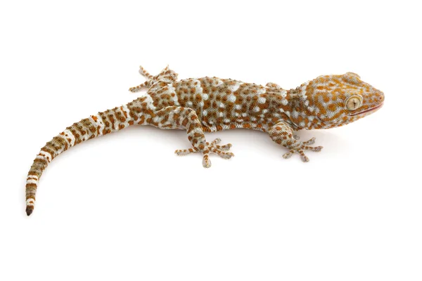 Tokay Gecko — Stock Photo, Image