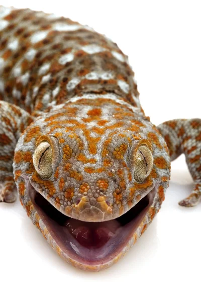 Токай Gecko — стокове фото
