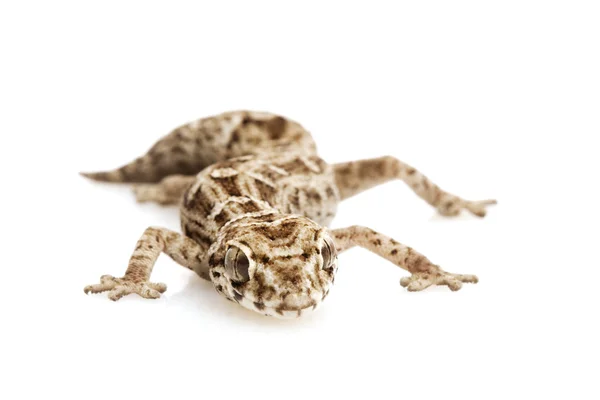 Víbora Gecko —  Fotos de Stock