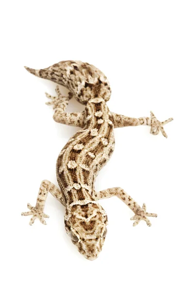 Żmija gecko — Zdjęcie stockowe