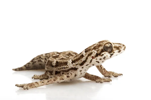 Viper Gecko. — Fotografia de Stock