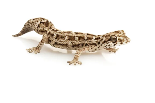 Vipère gecko — Photo