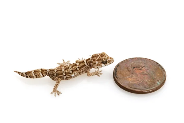 Víbora Gecko — Foto de Stock