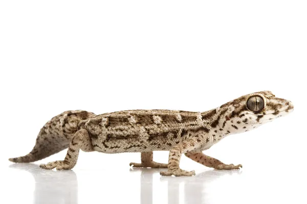 Viper Gecko — стокове фото