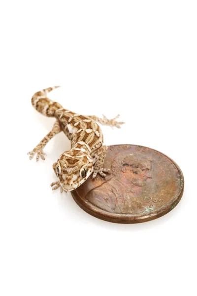 Vipergecko — Stockfoto