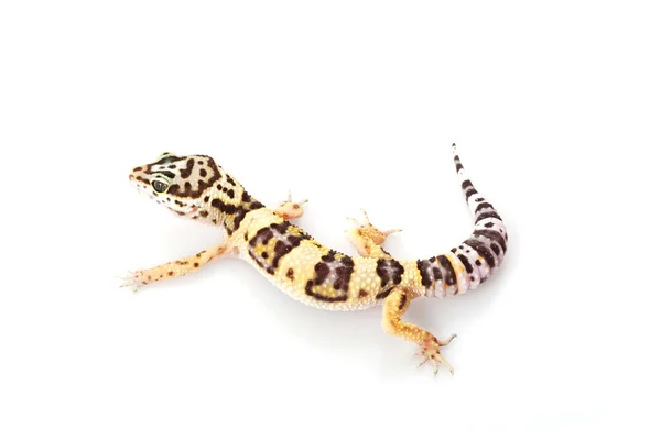 Gecko de leopardo — Fotografia de Stock