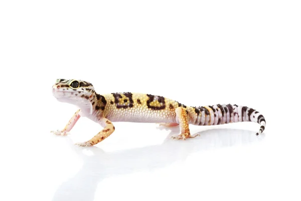 Leopard Gecko — Fotografie, imagine de stoc