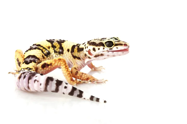 Gecko de leopardo — Fotografia de Stock