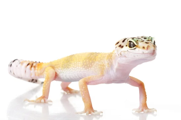 Gecko леопард — стокове фото