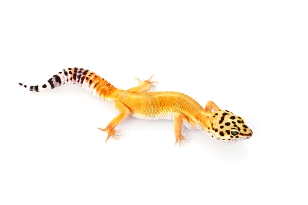 Gecko léopard — Photo