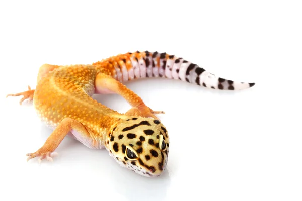 Gecko de leopardo — Fotografia de Stock