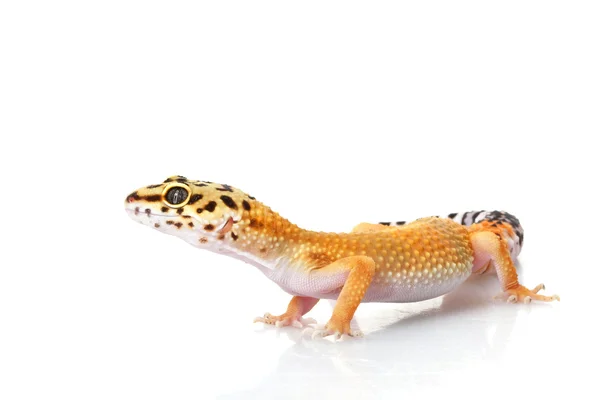 Leopard Gecko — Stock Photo, Image