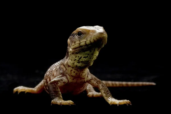 Juvenal savannah monitor — Stock Photo, Image