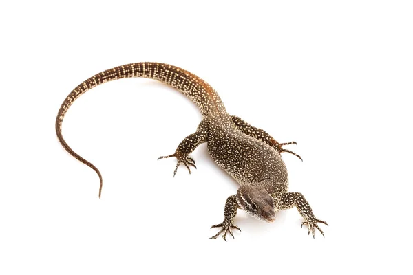 Timor Monitor lizard — Stock Photo, Image