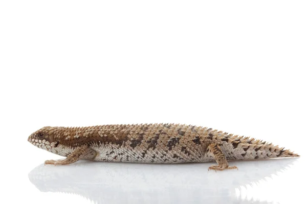 Pygmy Spiny-tailed Skink — Stock Photo, Image